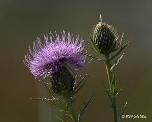 JN8.2-0087-810.1-0087