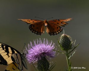 JN8.2-0098-810.1-0098