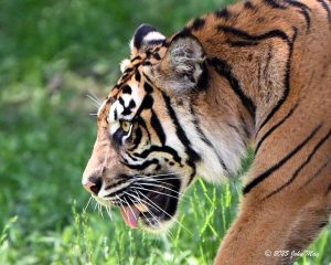 JN8.2-6292-810.1-6292