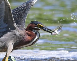 JN8.2-7023-810.1-7023