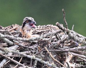 JN8.2-7982-810.1-7982