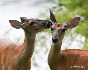 JN8.2-8889-810.1-8889