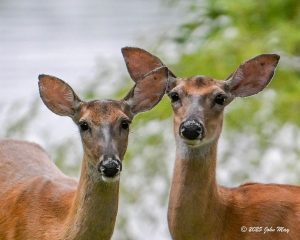 JN8.2-8963-810.1-8963