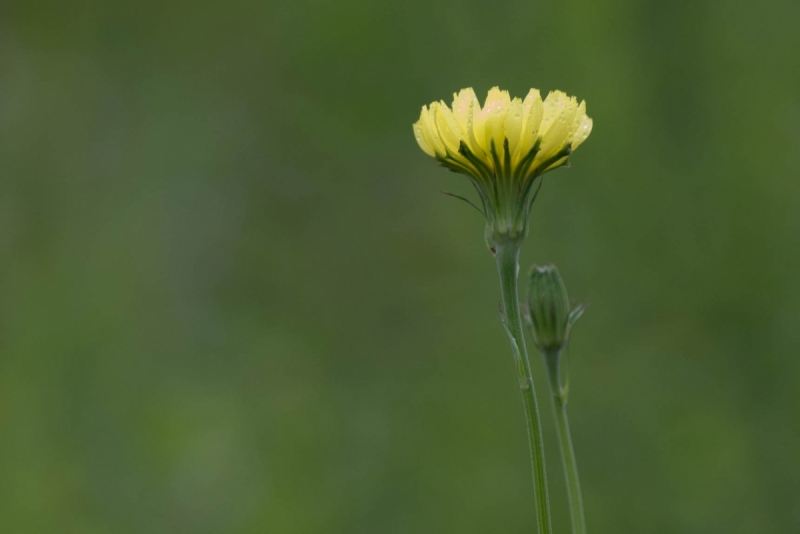 JEM9381.NEF (copy 1) (1 of 1)