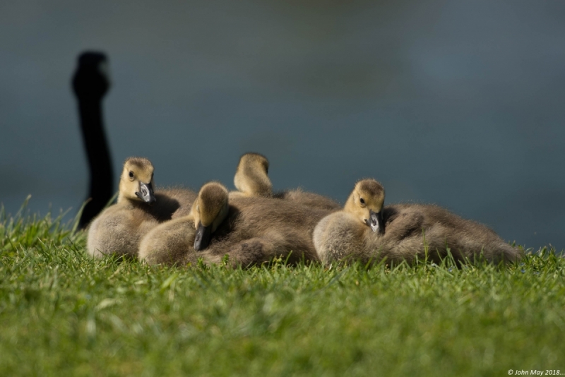 JMB8779.NEF - Copy 1 (1 of 1) - Copy