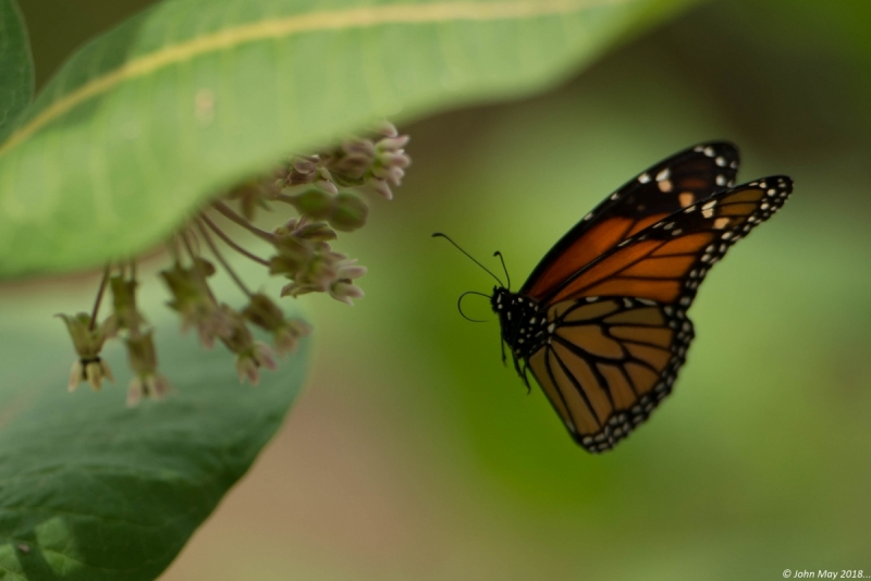 JMC1854.NEF - Copy 1 (1 of 1)