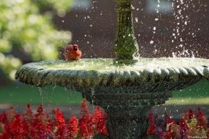 JMC4911.NEF - Copy 1