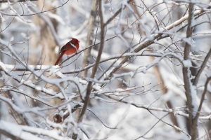  JMB3567.NEF - Copy 1